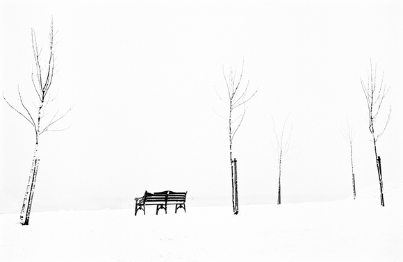 Bench and Saplings in Snow