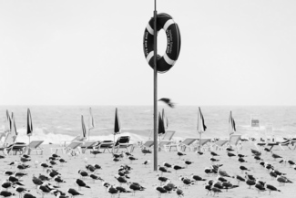 Birds on an Algarve Beach