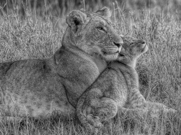 Lion Baby with Mother