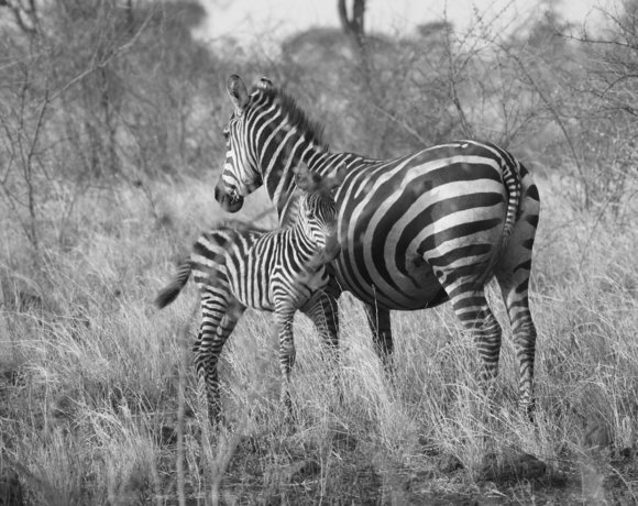 Zebra Youngster and Mom