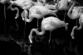 a Flamboyance of Flamingos 4