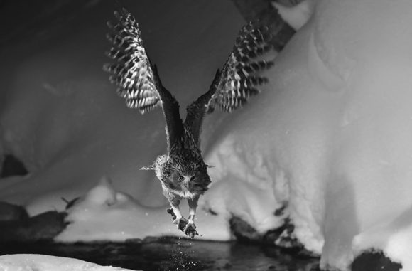 Fisherman owl