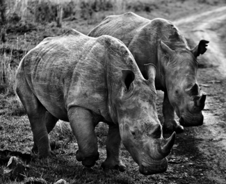 Masailand Rhinos