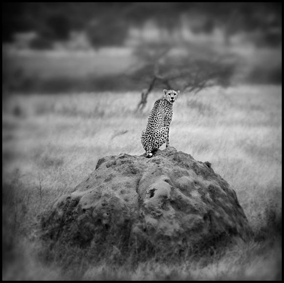Cheetah on Termite Mound