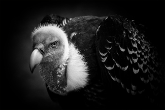 Rppell's Vulture: After a shower