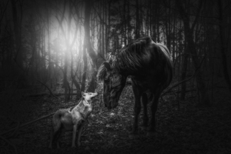 Of Wolf and Horse