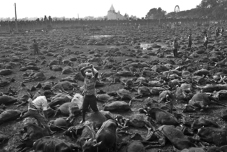 The World's Largest Ritual Slaughter