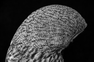 greyowl