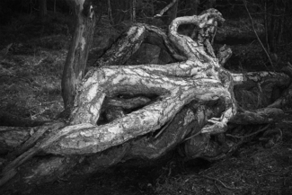 Body in the Wood
