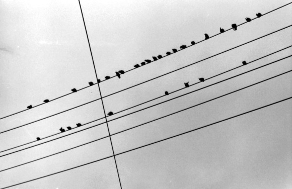 Crossed Wires with Birds