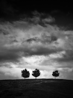 Three Trees after theStorm 
