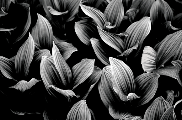 Glacier's Lillies