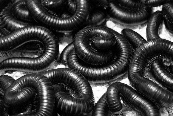 African Millipedes
