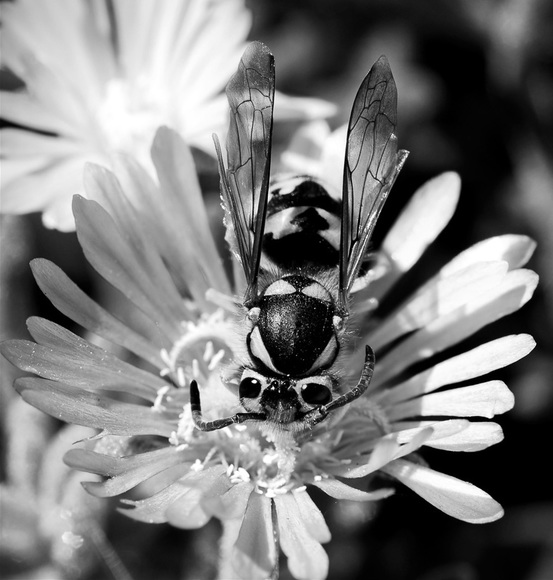 Hungry Bee