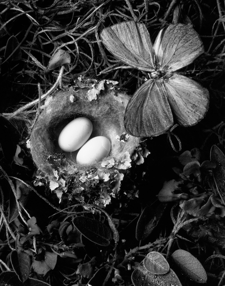 Nest02