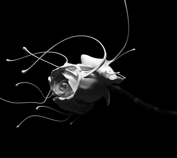 Painted Rose