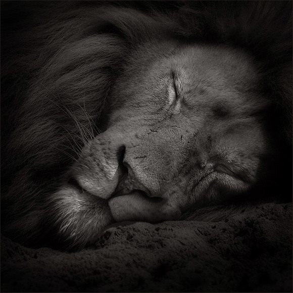 Sweet dreams