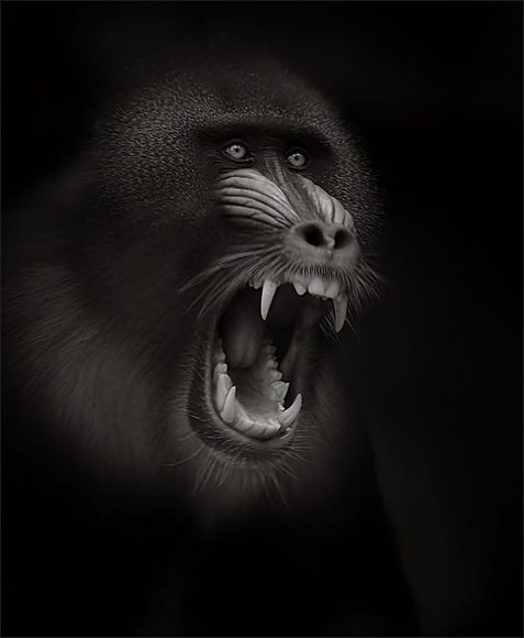 the scream