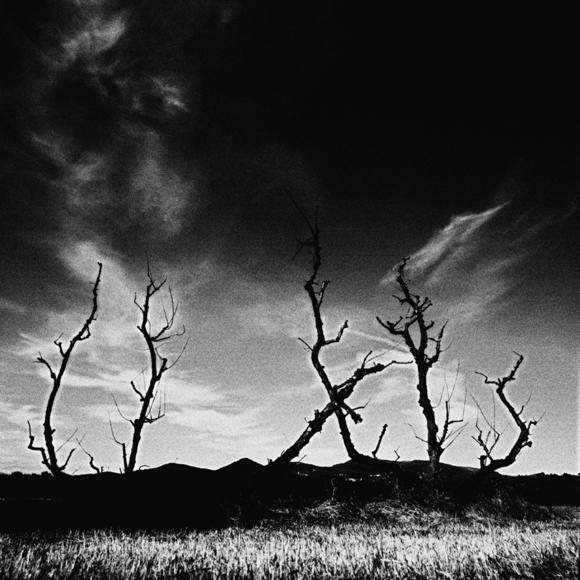 Burnt tree