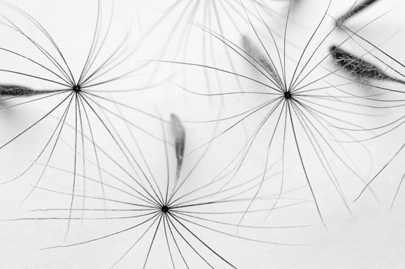 Dandelion Seedheads