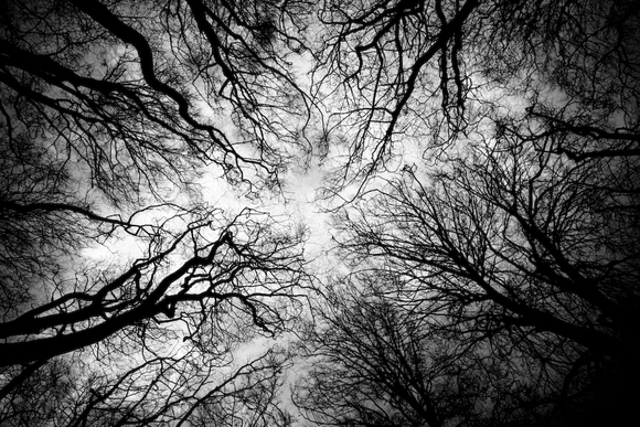 Canopy 02