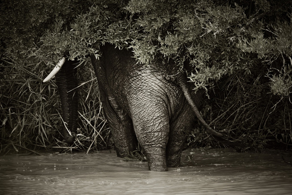 africa 4