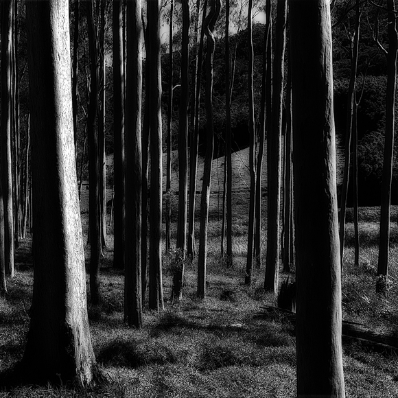 A  new forest growing 