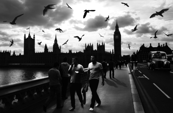 The Birds