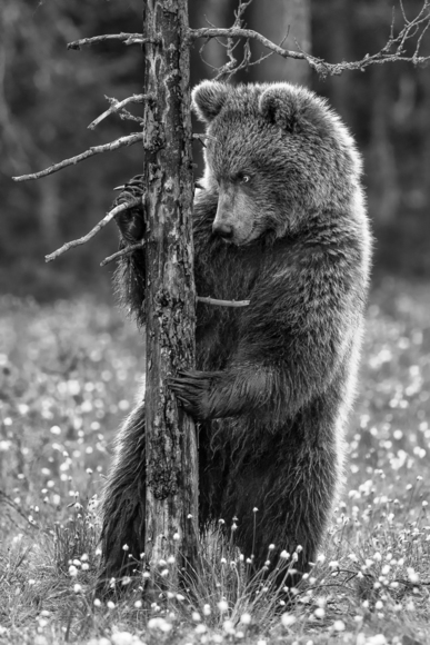 Pretty mono