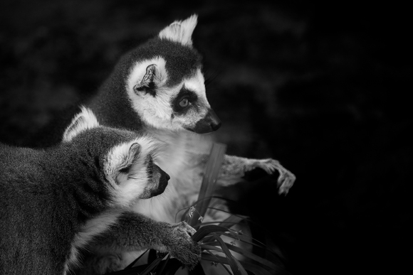 Curious Lemur