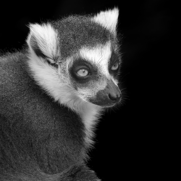 Lemur