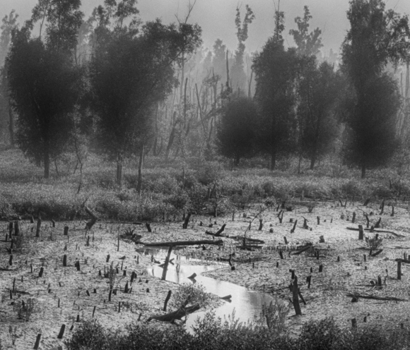 Losing Nature 