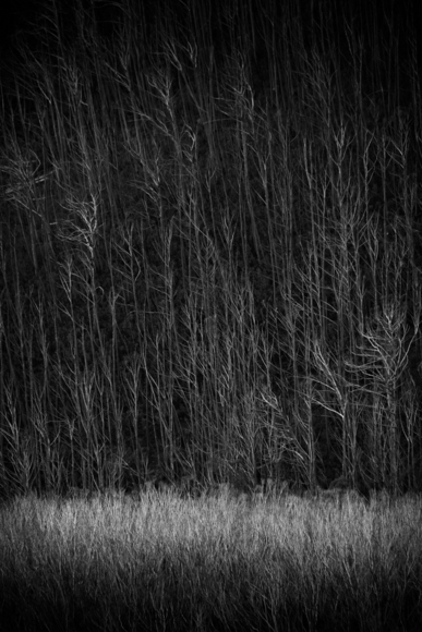 Dead Forrest
