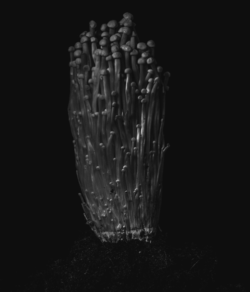 Enoki