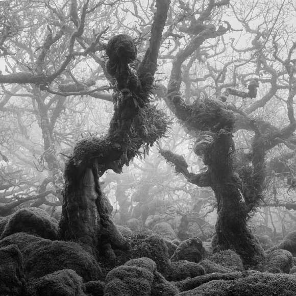 The Dancing Trees