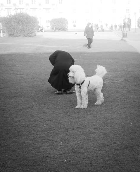 Dog in the Park