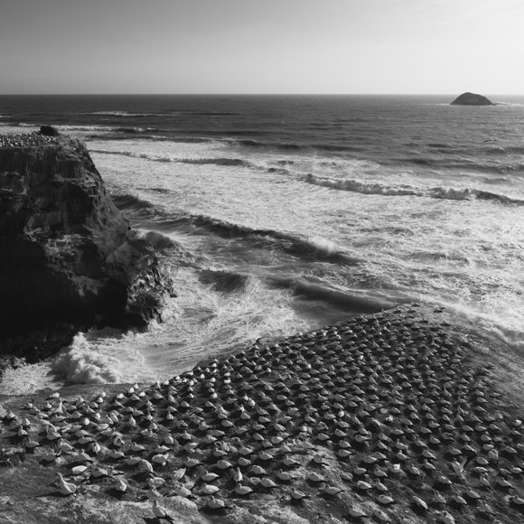 Gannet Colony