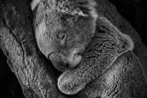 Koala Love