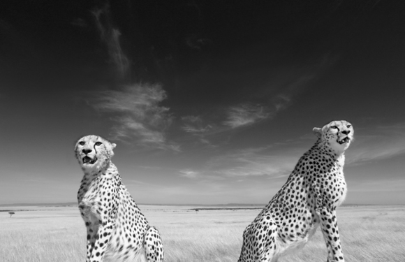 Cheetahs