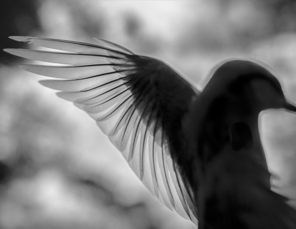 Wings