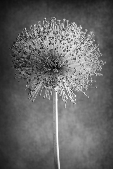 Allium