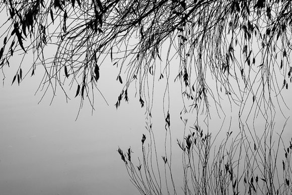 Willow