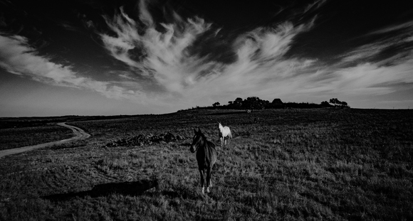 Wild Horses
