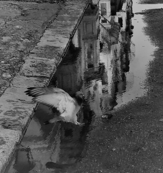 Flight of the Pigeon 