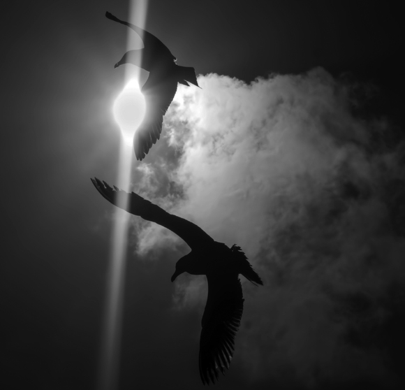 The Flight of the Seagulls