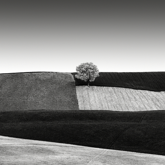 Tree in the Fields