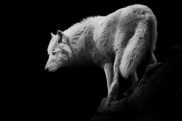 Return Of The Wolves
