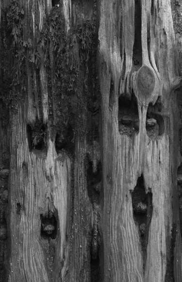 Groynes