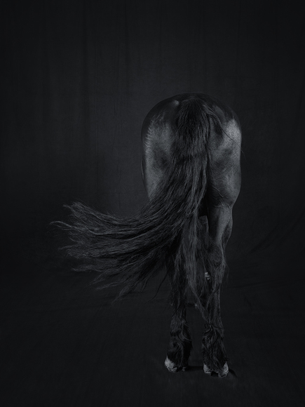 Equine Sudy 006
