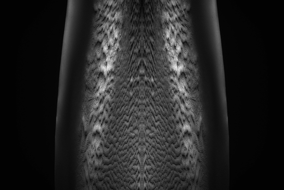 Underbelly